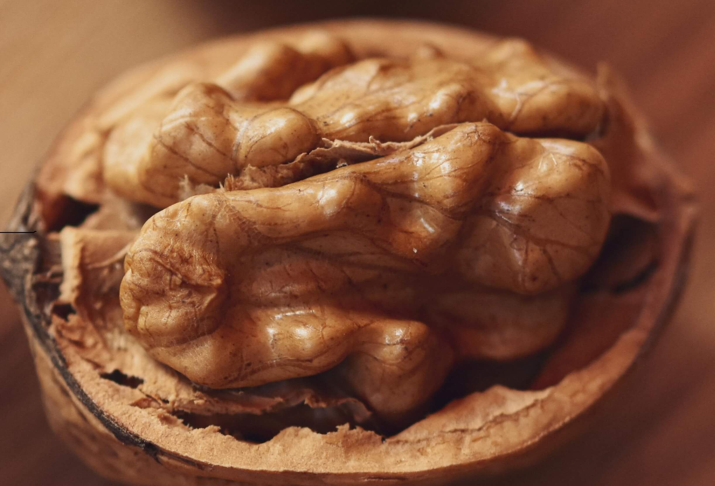 A single walnut sitting in the bottom half of the shell.